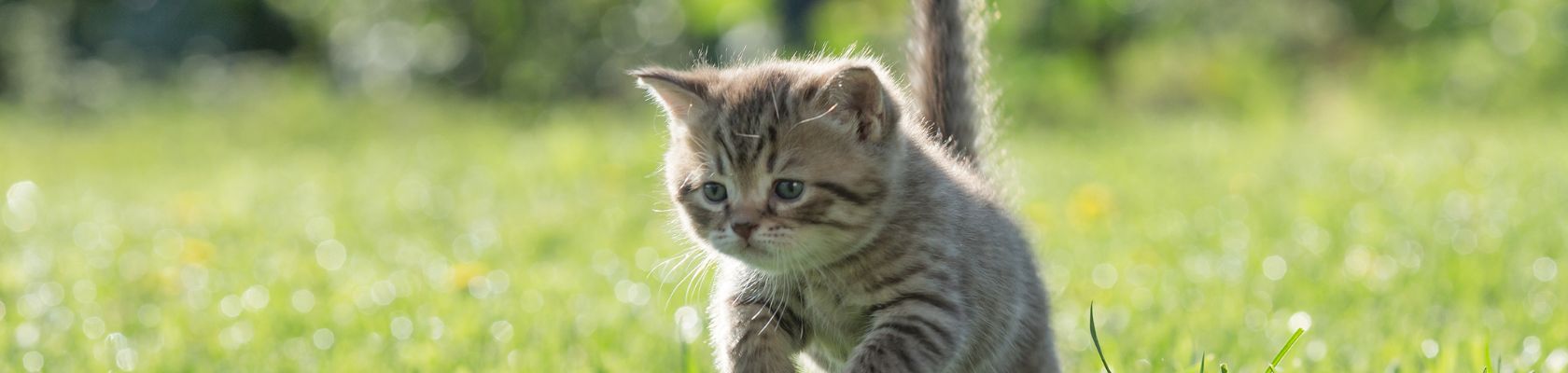 Discover Virbac_Kitten - 1